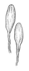 Macromitrium ligulaefolium, capsules, dry.
 Image: R.C. Wagstaff © All rights reserved. Redrawn with permission from Vitt (1983). 